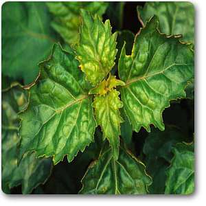 Buy Patchouli - Plant online from Nurserylive at lowest price.