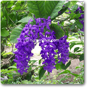 Buy Petrea - Plant online from Nurserylive at lowest price.