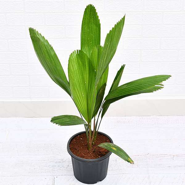 Pichodia grandis, Ruffled fan palm, Palas payung, Licuala grandis - Plant - Nurserylive