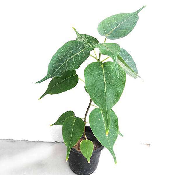 Pipal, Tree of Pushya Nakshatra, Cancer or Kark Rashi  - Plant - Nurserylive