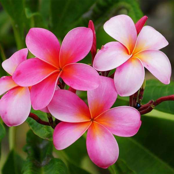 Buy plumeria, champa (any color) - plant online from Nurserylive at ...