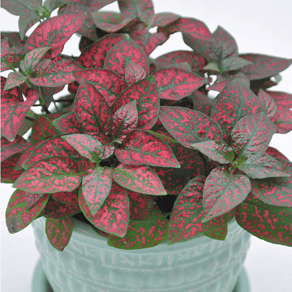 Buy Polka Dot Plant, Hypoestes - Plant online from Nurserylive at ...
