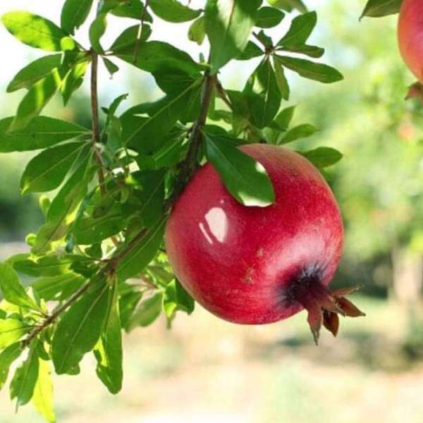 Buy Pomegranate, Annar, Anar (Grafted) - Plant online from Nurserylive at  lowest price.