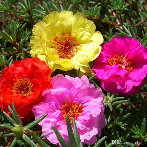 Buy Portulaca Plants Online From Nurserylive At Lowest Price