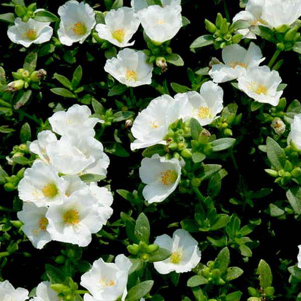 Buy Portulaca Oleracea 10 O Clock White Plant Online From Nurserylive At Lowest Price