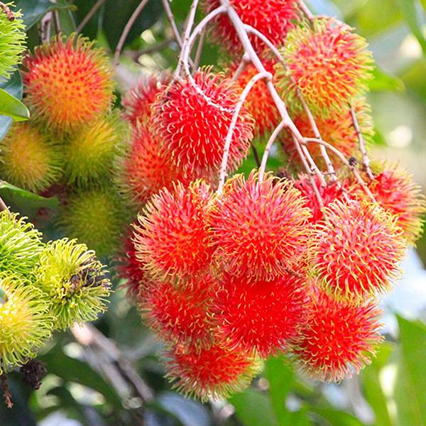 Buy Rambutan Tree - Plant online from Nurserylive at lowest price.