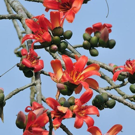 Buy Red Silk Cotton Tree Of Jyehstha Nakshatra Scorpio Or Vrishchik Rashi Plant Online From Nurserylive At Lowest Price