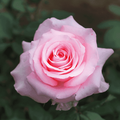 Buy Rose (Pink) - Plant online from Nurserylive at lowest price.