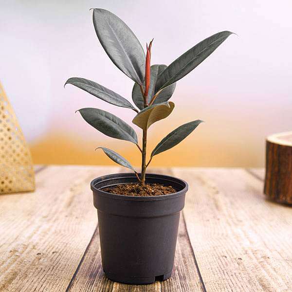 Rubber Tree, Rubber Plant, Ficus elastica (Robusta) - Plant - Nurserylive