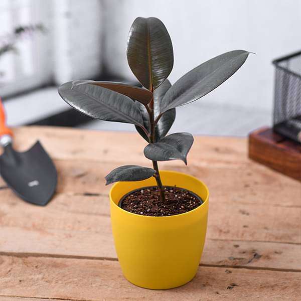 Buy Rubber Tree, Rubber Plant, Ficus elastica (Small) - Plant online from Nurserylive at lowest price.