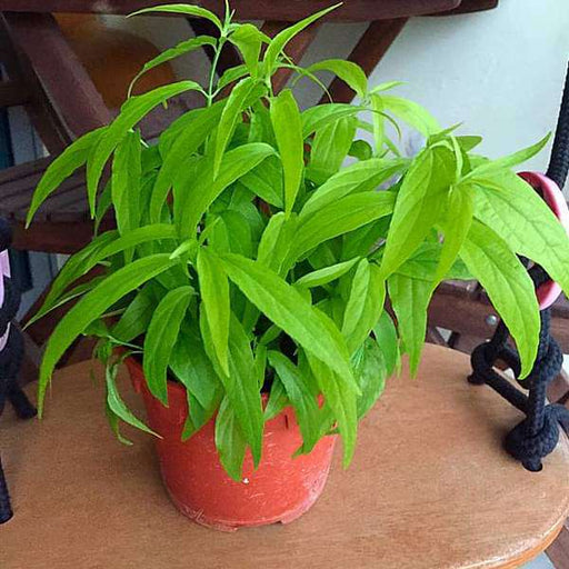 Buy Sabah Snake Grass Clinacanthus Nutans Plant Online From Nurserylive At Lowest Price