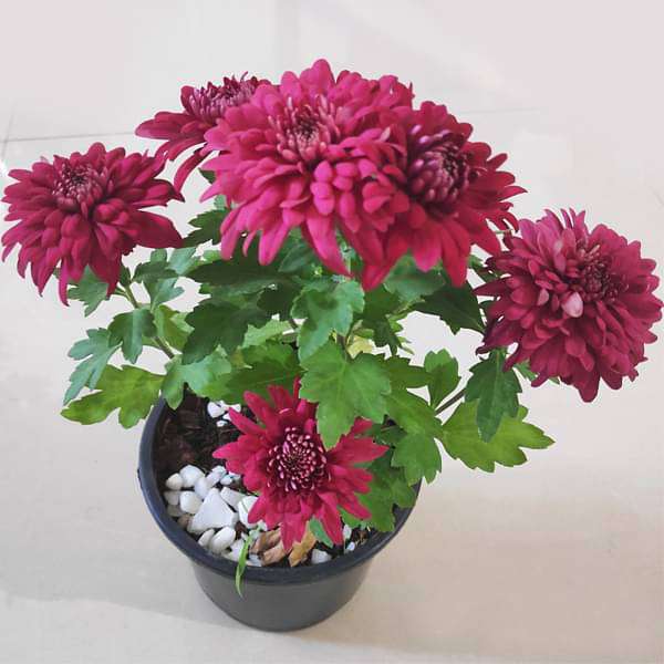 Buy Shevanti, Chrysanthemum morifolium (Maroon) - Plant online from  Nurserylive at lowest price.