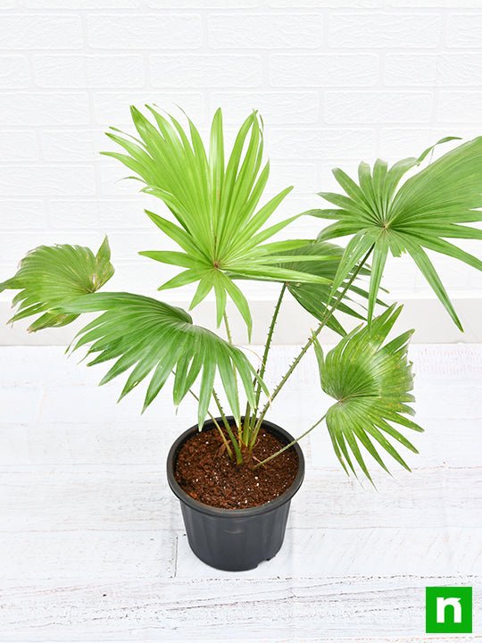 table palm