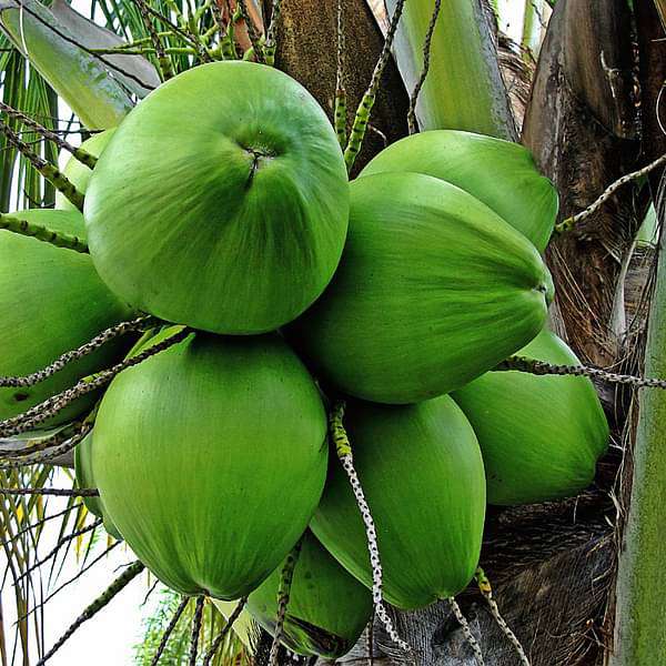 Tree of Kerala, Coconut - Plant - Nurserylive