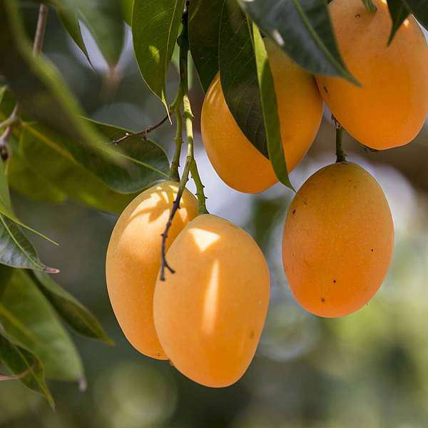 Buy Tree of Maharashtra, Mango - Plant online from Nurserylive at lowest  price.