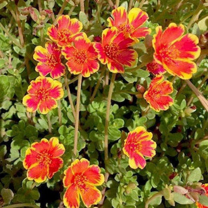 Buy Portulaca 10 O Clock Sunrise Plant Online From Nurserylive At Lowest Price