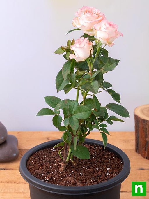 rose (peach) - plant