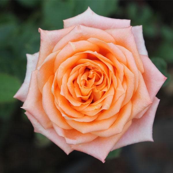 Buy Rose (Lotus, Orange) - Plant online from Nurserylive at lowest price.