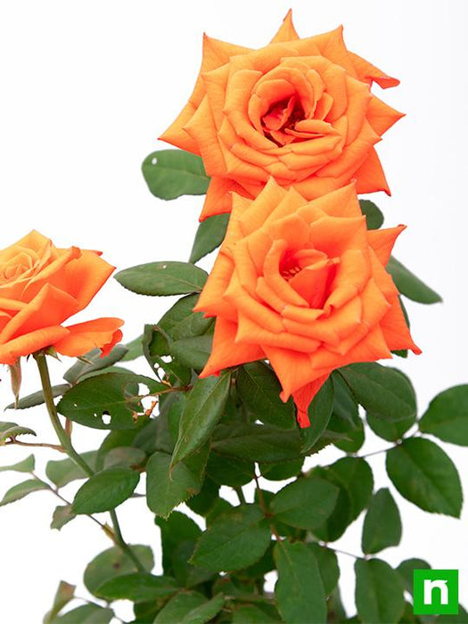 Buy Rose (Orange) - Plant online from Nurserylive at lowest price.