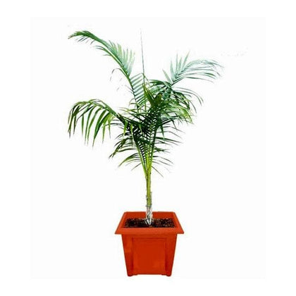 Upto 15feet Roystonea Regia Royal Palm Tree, For Plantation, Upto 40feet at  Rs 1500 in Ghaziabad