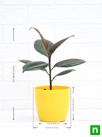 Buy Rubber Tree, Rubber Plant, Ficus elastica (Small) - Plant