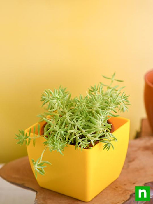 Sedum Angelina (Green) - Succulent Plant