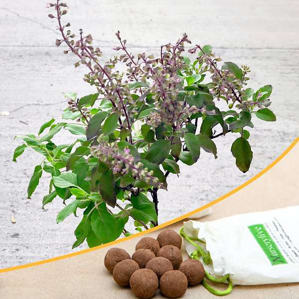 Buy Krishna Tulsi - 20 Seed balls online from Nurserylive at lowest price.