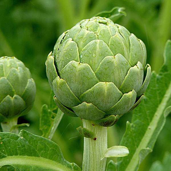 Artichoke Green Globe - Vegetable Seeds - Nurserylive