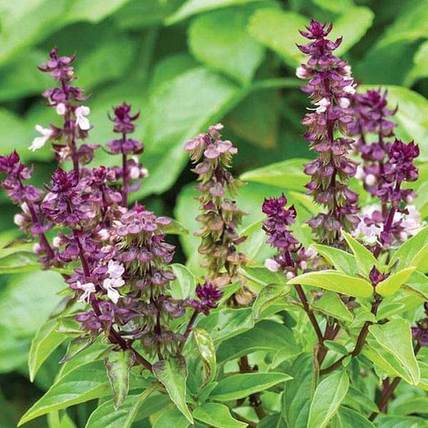 Basil Sweet Scented - Herb Seeds - Nurserylive