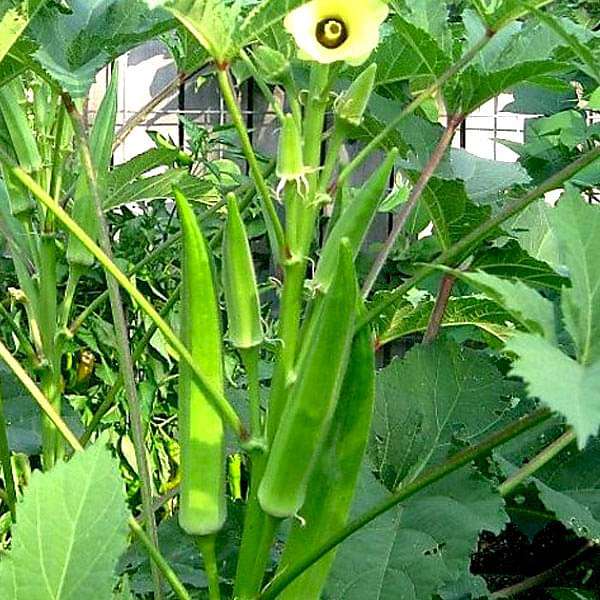 Buy Bhindi, Okra F1 Sujata - Vegetable Seeds online from Nurserylive at  lowest price.