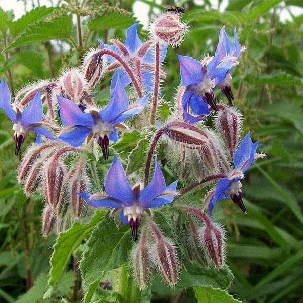 Borage - Herb Seeds - Nurserylive