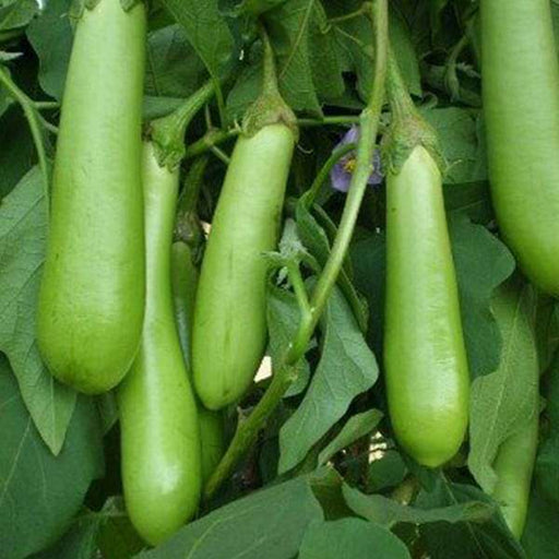 Buy 1 1 Free Brinjal F1 Hybrid Green Long Vegetable Seeds Online From Nurserylive At Lowest Price