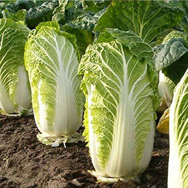 Buy Cabbage Chinese Wong Bok Vegetable Seeds Online From Nurserylive