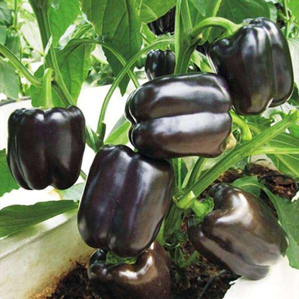 Capsicum Black, Bell Pepper Purple Black - Vegetable Seeds - Nurserylive