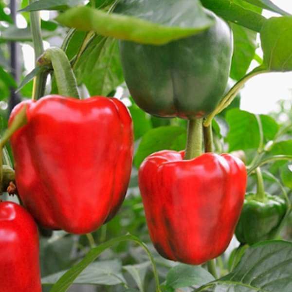 Buy Capsicum Red Imported - Vegetable Seeds online from Nurserylive at  lowest price.