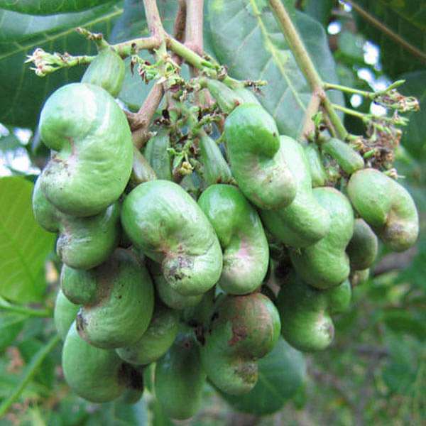 inside cashew plant