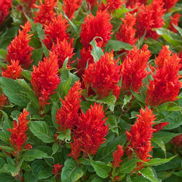 Buy Celosia Plumosa Red Desi Flower Seeds Online From Nurserylive At Lowest Price