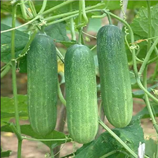Cucumber Green - Organic Vegetable Seeds - Nurserylive