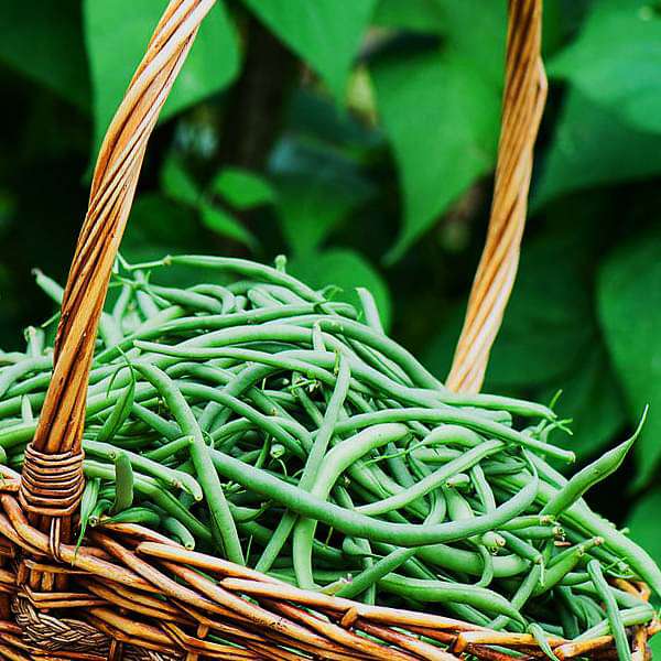 France Beans Hybrid Selection, French Beans - Vegetable Seeds - Nurserylive