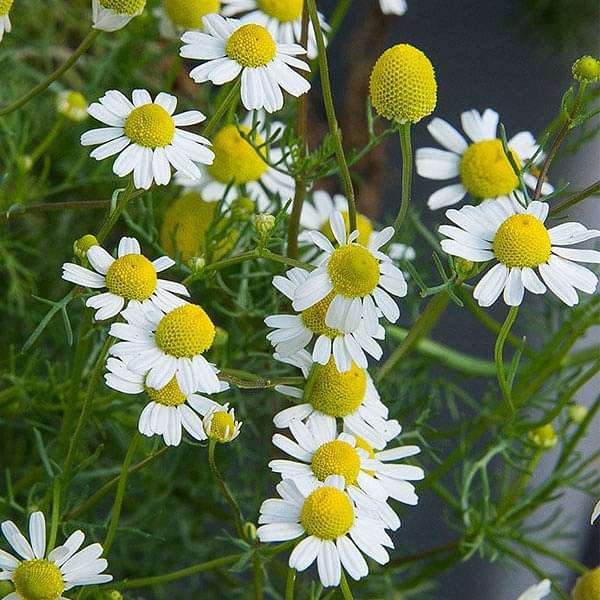 German Chamomile - Herb Seeds - Nurserylive