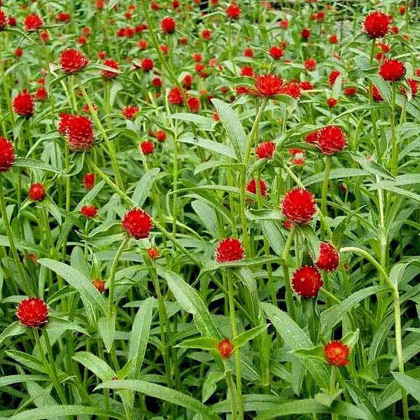 Gomphrena haageana