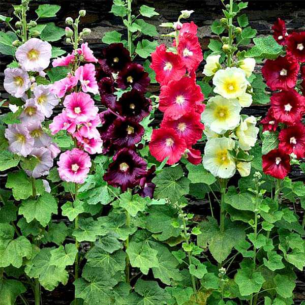 Hollyhock Mixed Color - Flower Seeds - Nurserylive