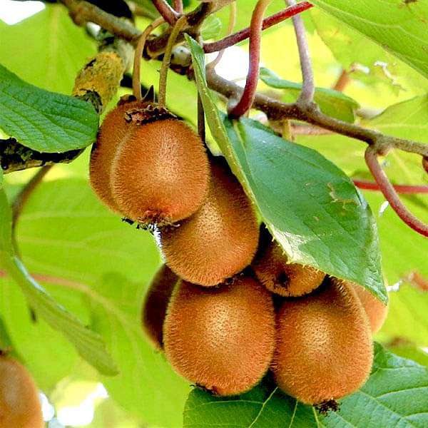 Buy Kiwi - 10 Seeds online from Nurserylive at lowest price.