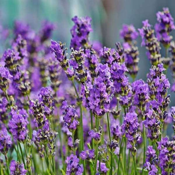 Lavender - Flower Seeds - Nurserylive