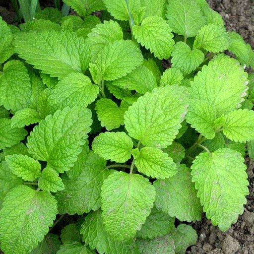 lemon balm