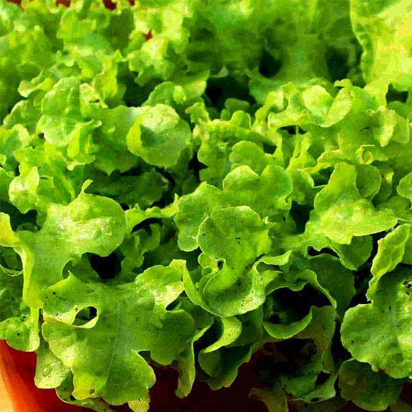 Lettuce Grand Rapids - Vegetable Seeds - Nurserylive