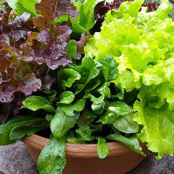 Lettuce Misticanza - Vegetable Seeds - Nurserylive