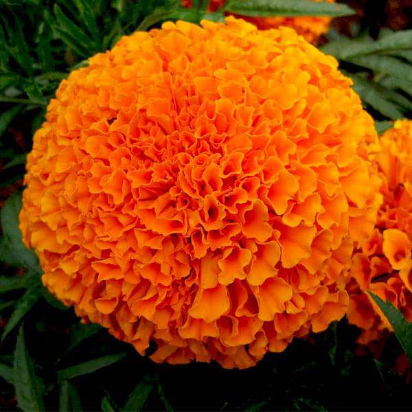 marigold orange flower seeds perfection nurserylive