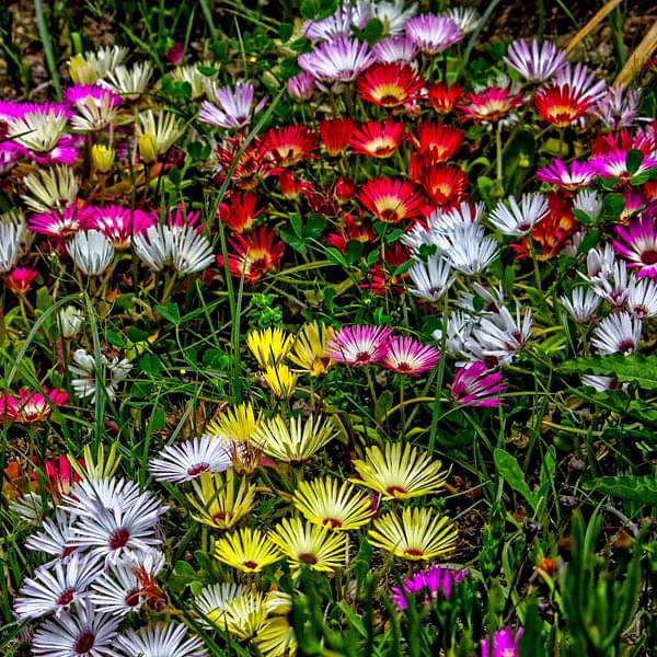 Buy Mesembryanthemum Ice Plant Mixed Color Flower Seeds Online From Nurserylive At Lowest Price