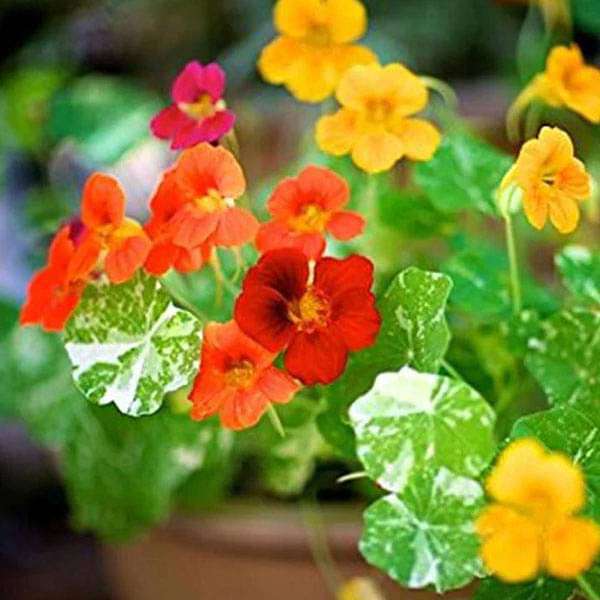 Nasturtium Variegated - Flower Seeds - Nurserylive